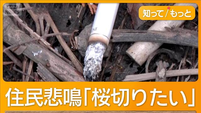桜と富士山の絶景に外国人観光客殺到　私有地にジャンボタクシー　注意してもまた