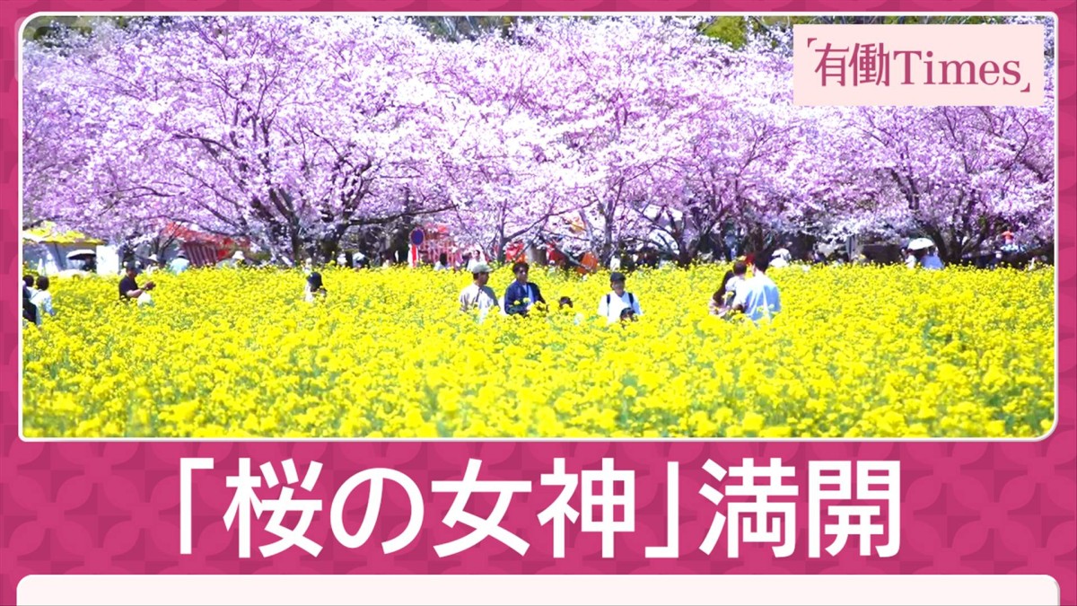桜と菜の花と古墳 日本唯一“当時の景観”残す 美しく儚き夜桜…盃にひとひらの花