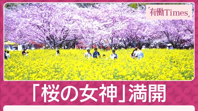 桜と菜の花と古墳 日本唯一“当時の景観”残す 美しく儚き夜桜…盃にひとひらの花