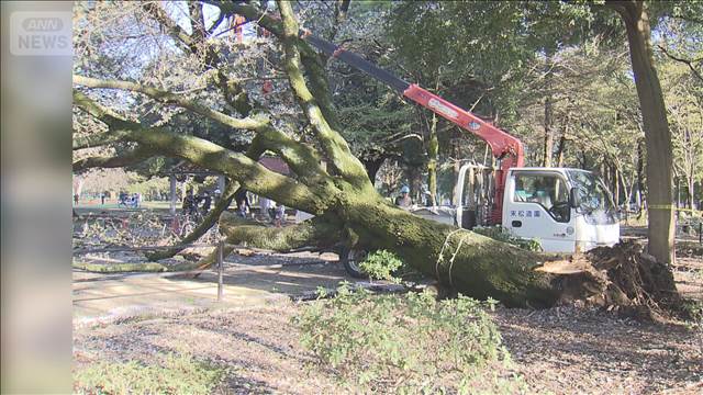 「桜の高齢化課題」自治体の8割　約40％が「すぐ対策が必要」　管理費用は高騰