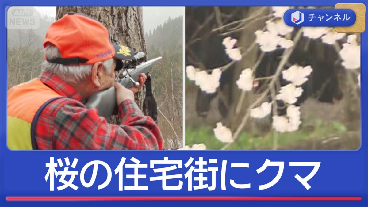 桜の住宅街で“緊急事態”　クマ「保護から管理」でどう変わる？