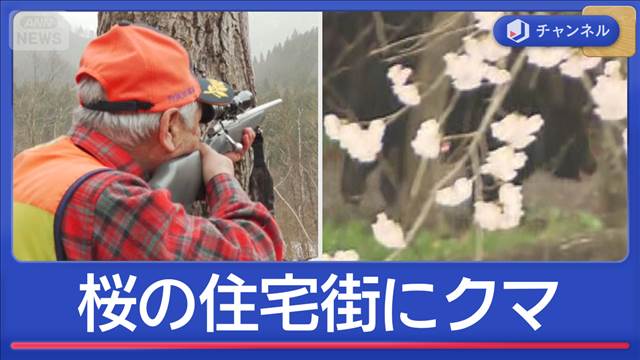 桜の住宅街で“緊急事態”　クマ「保護から管理」でどう変わる？