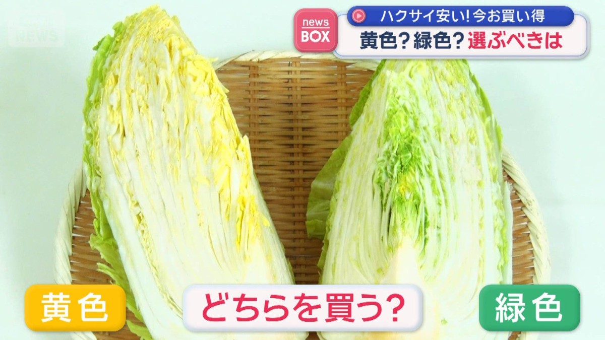 ハクサイ安い！今お買い得　選ぶべきは黄色？緑色？