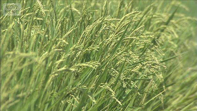 コメのコスト指標　精米5キロあたり2816円　食料システム法に基づき初算定
