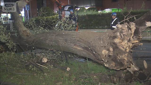 世田谷区の砧公園でまた倒木　横の大蔵通りをふさぐ　今年に入り4回目の倒木