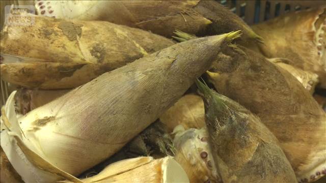 石川県でタケノコ豊作　300トン収穫へ　来月上旬にかけてピーク　東京や大阪にも出荷
