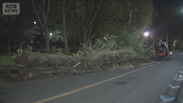 倒木が相次ぐ世田谷区の「砧公園」　約5000本の樹木を9日から緊急点検　東京都