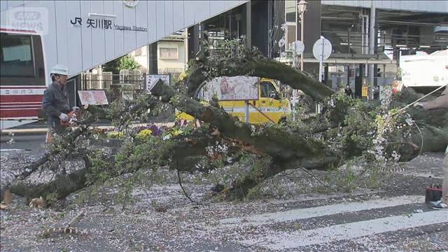 桜の木が根元から倒れる　東京・国立市