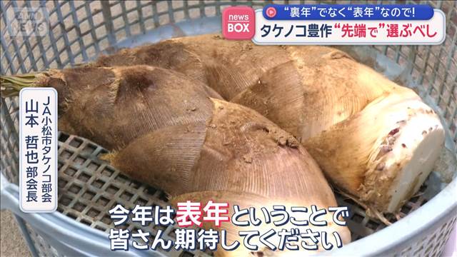 タケノコ豊作“先端で”選ぶべし　“裏年”でなく“表年”なので！