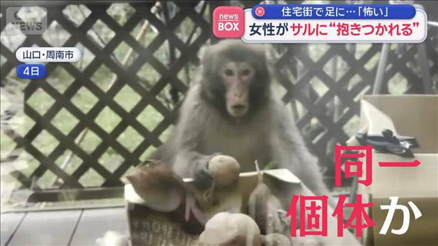 「怖い」住宅街で足に… 女性がサルに“抱き付かれる” 山口・周南市