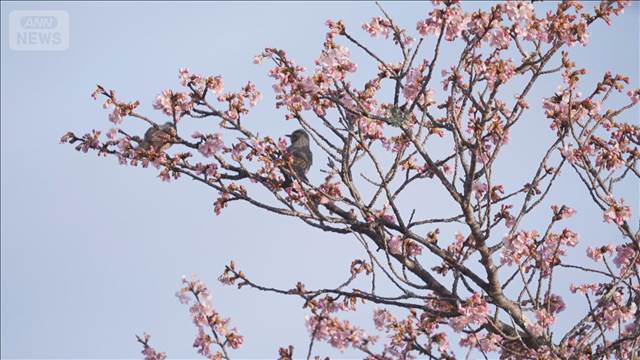 春の訪れ告げる桜　光や時間の変化で様々な表情に