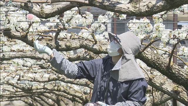 重さ1キロ超も　特産「にっこり梨」の受粉作業始まる