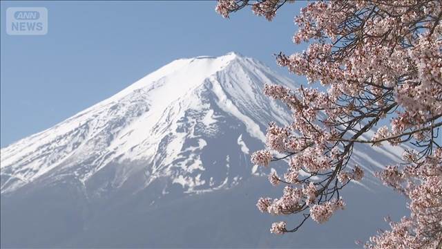 河口湖で桜が満開 富士山と淡いピンクが湖畔を彩る