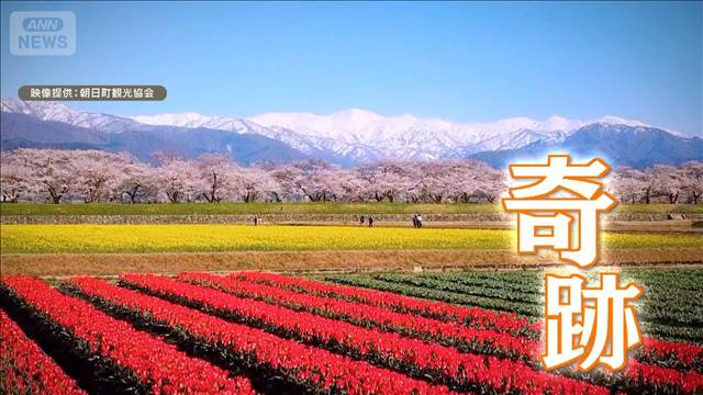 “奇跡の絶景”富山の自然が生む「春の四重奏」　農家の情熱【グッド！いちおし】