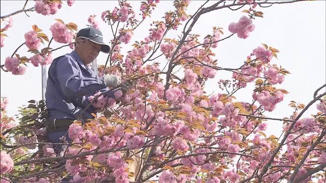 八重桜の摘み取り最盛期　菓子パンや和菓子など食用に　神奈川・秦野市