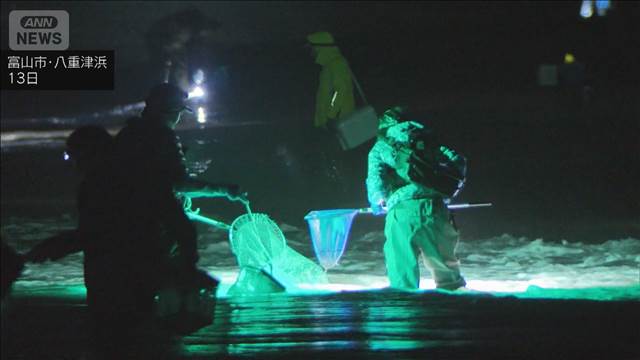 富山湾の神秘「ホタルイカの身投げ」 浜辺に漂う青い光を人々がすくい上げる