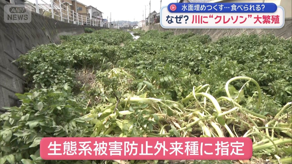 なぜ？川に外来植物「クレソン」大繁殖…水面埋めつくす