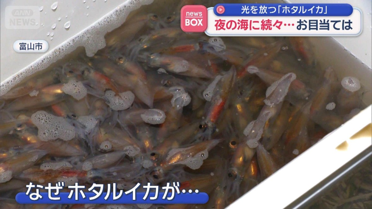 夜の海に続々…お目当ては　光を放つ「ホタルイカ」　富山湾