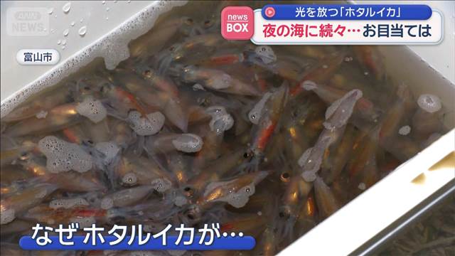 夜の海に続々…お目当ては　光を放つ「ホタルイカ」　富山湾