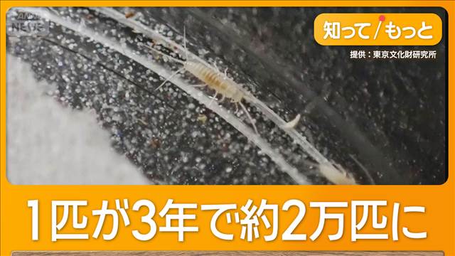 古文書を食べる乳白色害虫「ニュウハクシミ」　全国に拡散で貴重な文化財に損害か