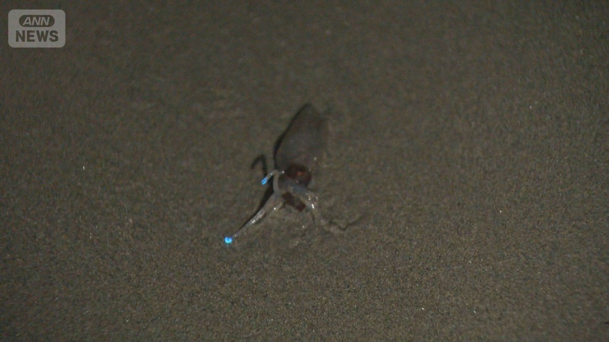 夜の海に人だかり　富山湾の風物詩「ホタルイカの身投げ」　網の中に青い光