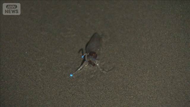 夜の海に人だかり　富山湾の風物詩「ホタルイカの身投げ」　網の中に青い光