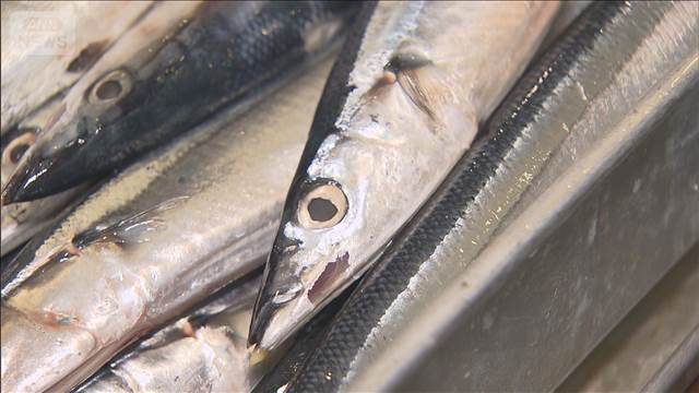 サンマの漁獲枠めぐり国際会議はじまる　日本は削減主張も…同意得られるか不透明