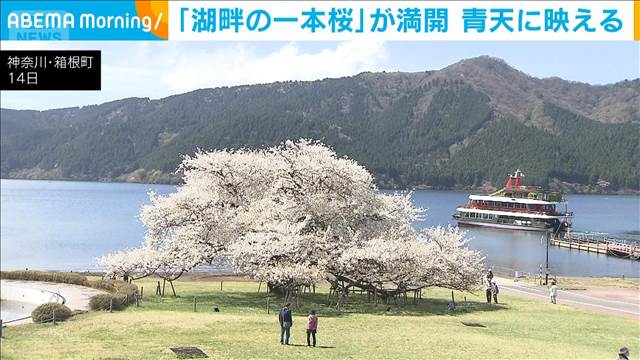箱根の芦ノ湖で「湖畔の一本桜」が満開に