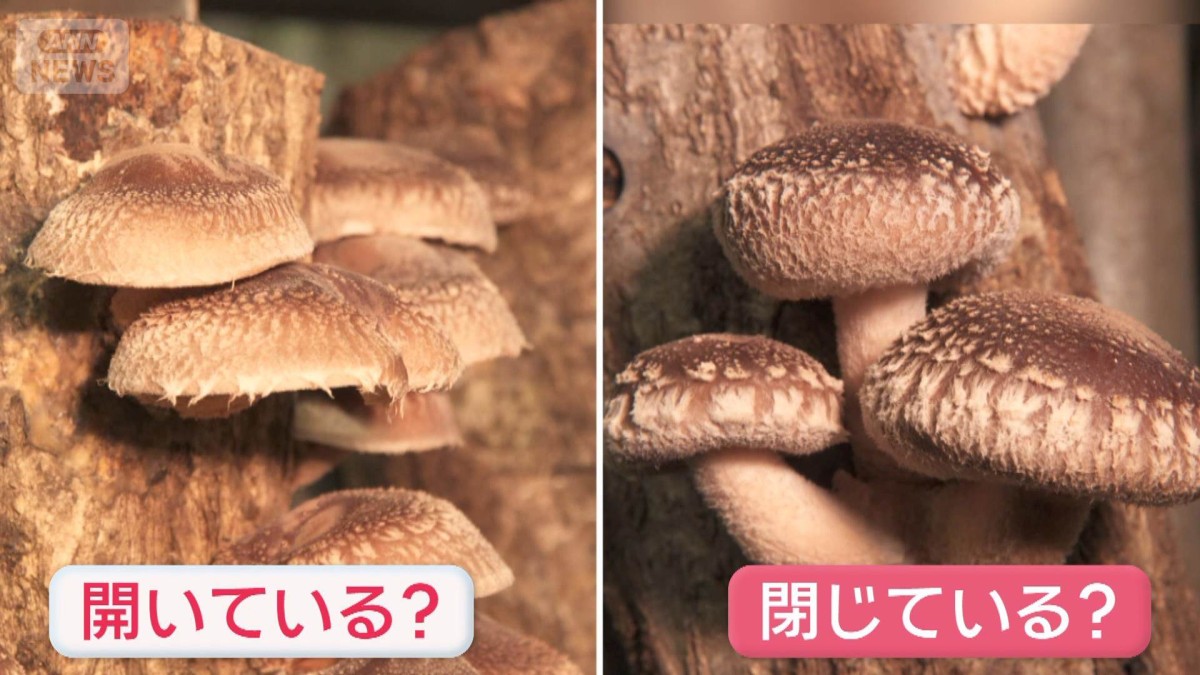 “春も旬”シイタケ　カサが開いてるor閉じてる　どっち買う？