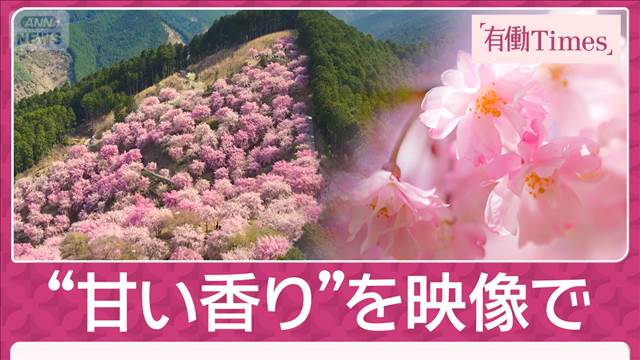「天空のしだれ桜」標高650mの絶景 桜好きな妻のために…5年かけ植えた千本桜