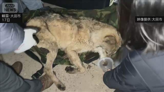 韓国・脱走オオカミ　9日ぶり捕獲　健康状態に異常なし　脱走後の目撃画像はAI作成か