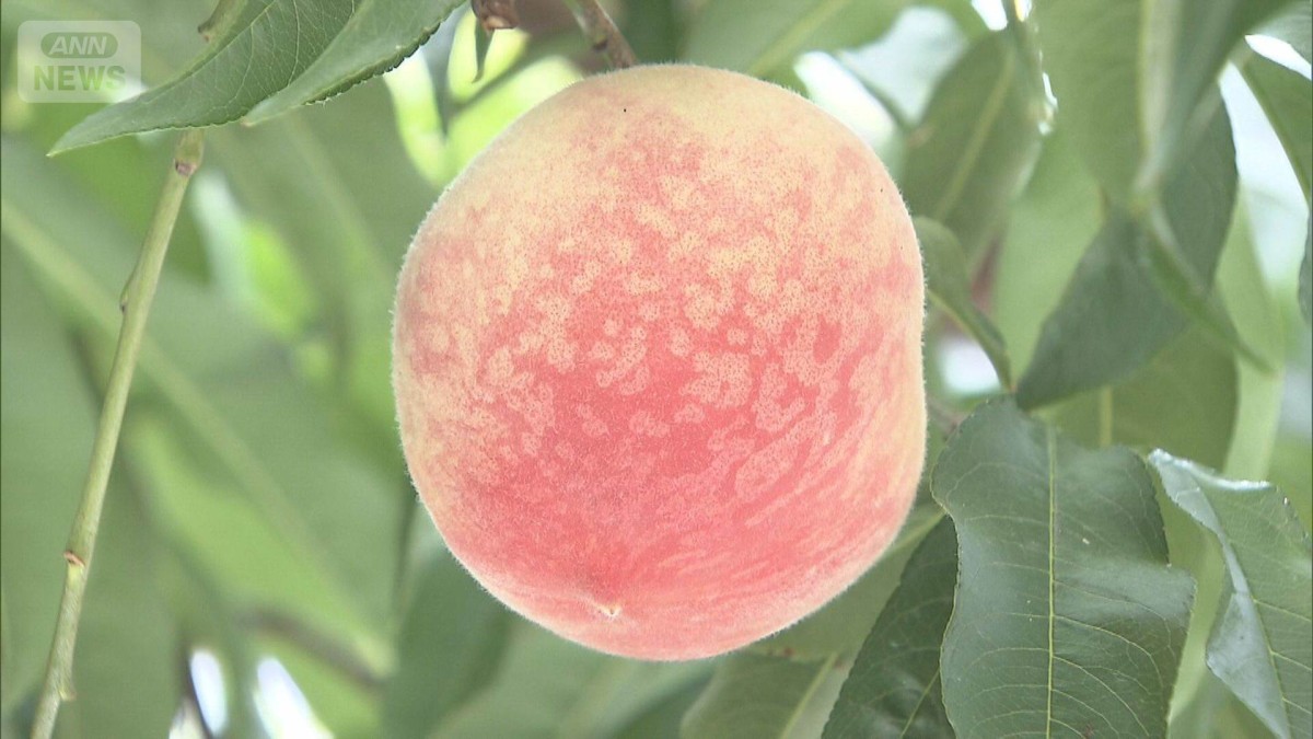 ハウス栽培のモモの収穫始まる　山梨・甲州市