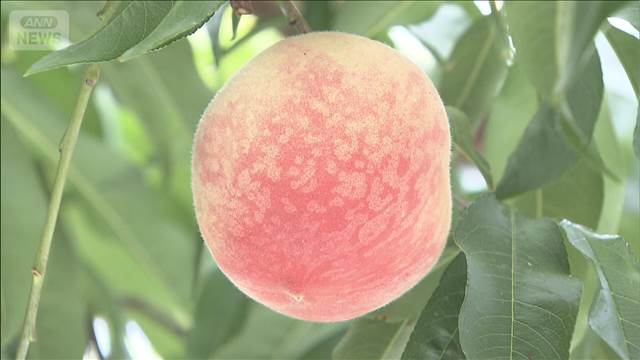 ハウス栽培のモモの収穫始まる　山梨・甲州市