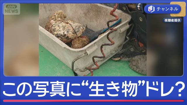 この写真に“生き物”がいます…実は“錆びた針金”が！！