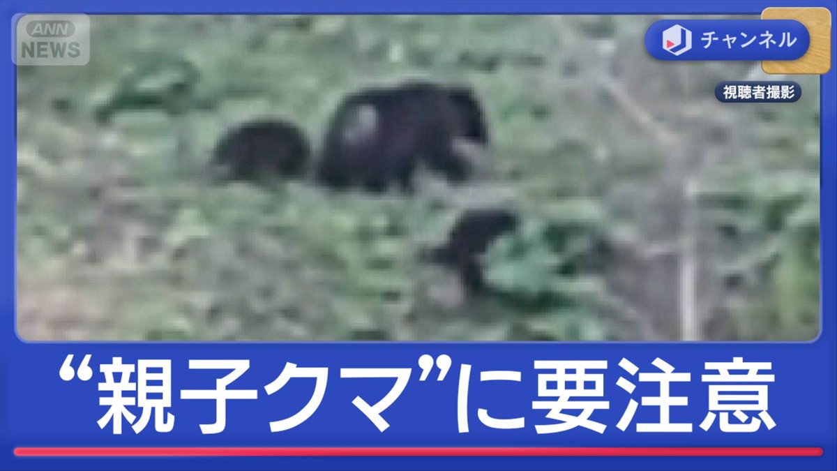 専門家「危険度が高い」“親子クマ”要注意のワケ