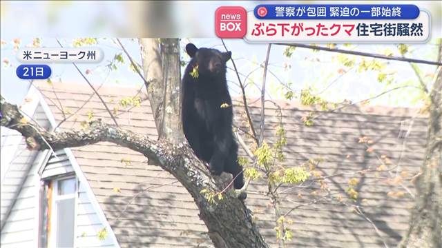 ぶら下がったクマ 住宅街騒然　警察が包囲 緊迫の一部始終