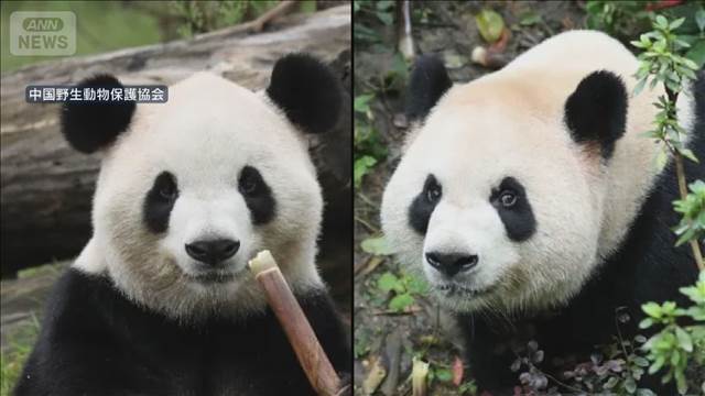 中国　パンダ2頭を米国に貸与　米中会談前に「パンダ外交」か