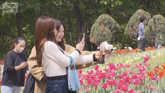 「とてもきれい」チューリップ25万本が見ごろ　山梨・北杜市
