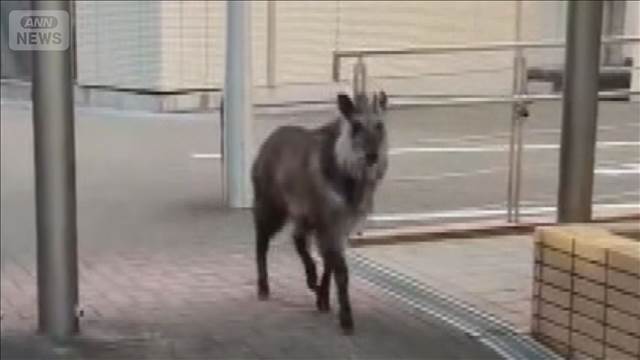 ニホンカモシカか　名大構内を走る映像　警察が捜索も見つからず、注意呼びかけ