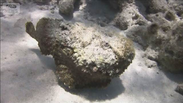 有毒オニダルマオコゼに2人刺される　遊泳区域外の浅瀬で被害　過去に死亡例も