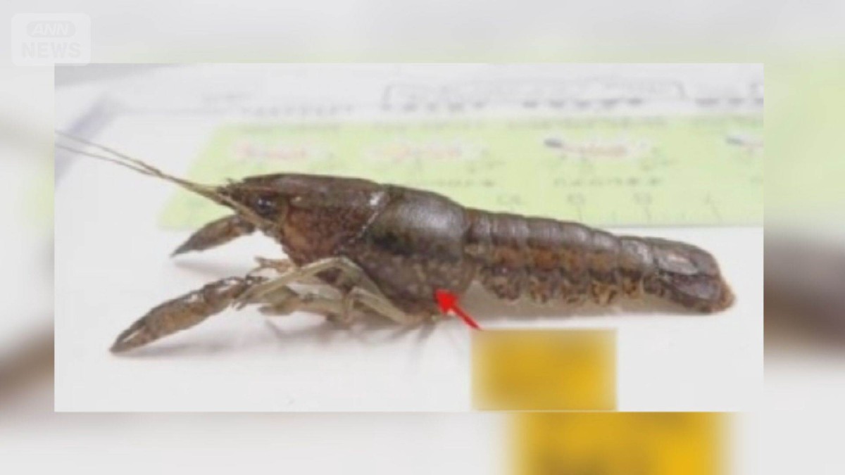 外来ザリガニ根絶へ　那覇市、生息確認の池にコンクリのふた、ハス伐採の方針