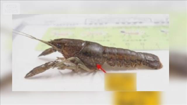外来ザリガニ根絶へ　那覇市、生息確認の池にコンクリのふた、ハス伐採の方針