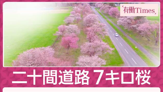 皇族も訪れた“桜の滑走路” 春一直線7キロ2000本咲き誇る北の大地の野生桜