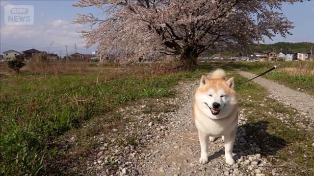 柴犬らんまるくんの能登復興日記 ～2026年春の輪島をぽにぽに歩く～