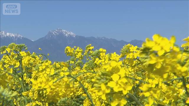 菜の花100万本が見ごろ　黄色いじゅうたん広がる　山梨・北杜市