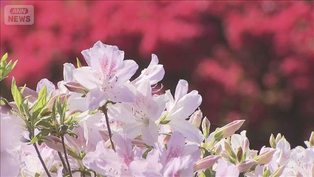 山のホテルのつつじ見ごろ　富士山の裾野を彩る　神奈川・箱根町