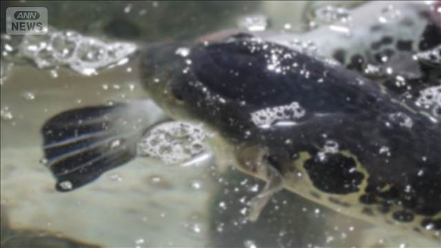 フグ毒による食中毒か　もらって自ら調理　香川・丸亀市