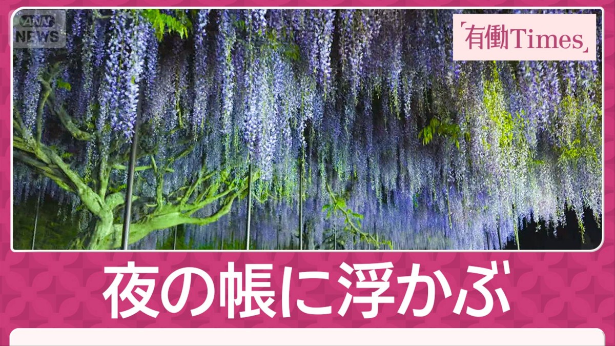 闇夜に輝く幻想“藤のオーロラ” 明智光秀ゆかり丹波の山寺「白毫寺の九尺ふじ」