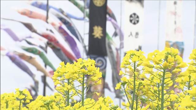 菜の花と鯉のぼりの共演　栃木・那須町