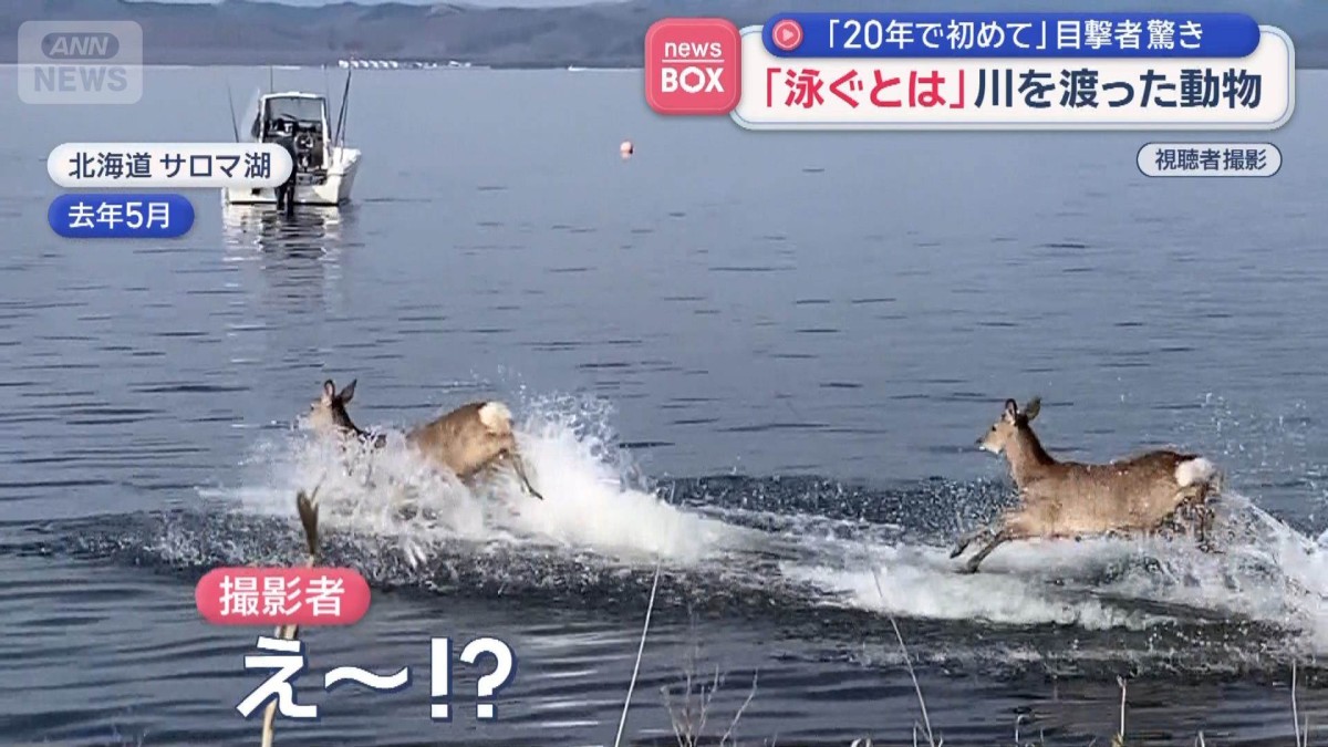 「20年で初めて」目撃者驚き　川を渡った動物に「めちゃくちゃビックリ」